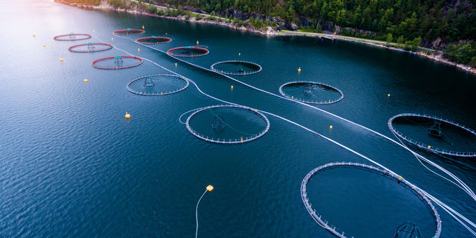 Fish farm